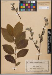 Foto von Salix caprea L.
